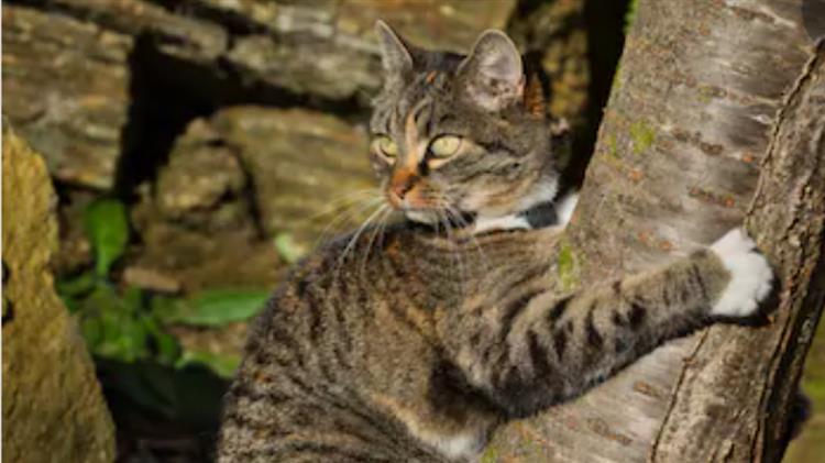 Βιοποικιλότητα: υποχρεωτική προστασία άγριας ζωής και ανθρώπων ζητά το ΕΚ