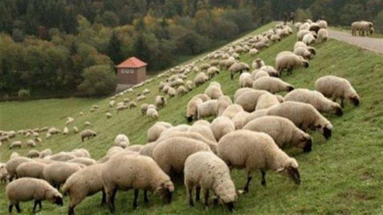 Αποζημιώσεις ύψους 1.107.748 ευρώ σε κτηνοτρόφους της Θεσσαλίας