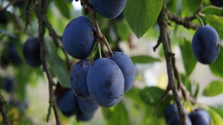 ΕΕ: Χωρίς δασμούς δαμάσκηνα και σταφύλια από τη Μολδαβία