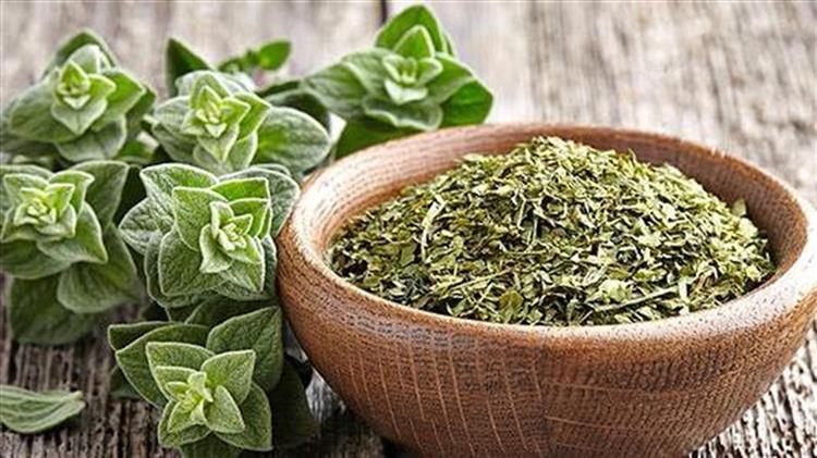 Μειωμένη η ρίγανη στα ορεινά της Ροδόπης