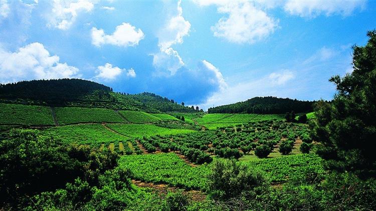 Αναδιάρθρωση και Μετατροπή  Αμπελώνων περιόδου 2023/2024