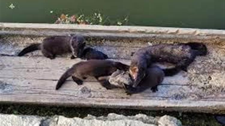 Δραστική μείωση παρουσιάζει το μινκ στη Β. Ελλάδα