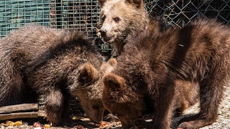 ΑΡΚΤΟΥΡΟΣ: Με μικρά “αγρίμια” γέμισε το Κέντρο Επανένταξης Άγριων Ζώων