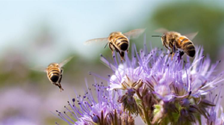 «Air Bee & Bee» στη νότια Ιταλία: Νοικιάζεται Airbnb με πάνω από 1 εκατ. μέλισσες