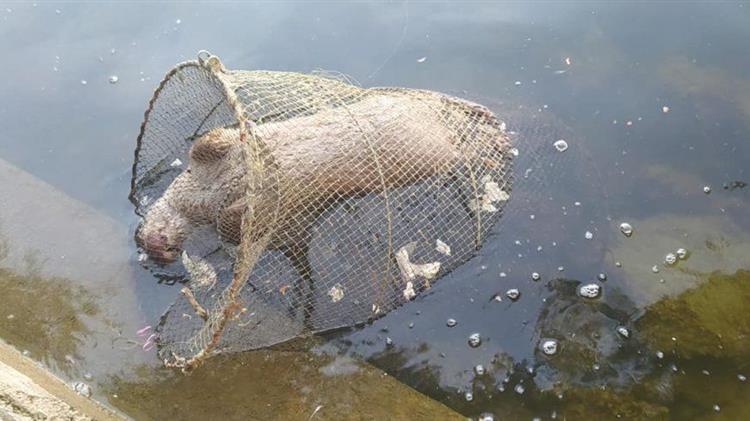 Καστοριά: Νεκρή βίδρα που παγιδεύτηκε σε δίχτυα