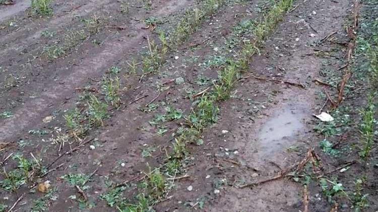 Να αποζημιωθούν άμεσα οι πληγέντες από τα ακραία καιρικά φαινόμενα στο Νομό Ηρακλείου