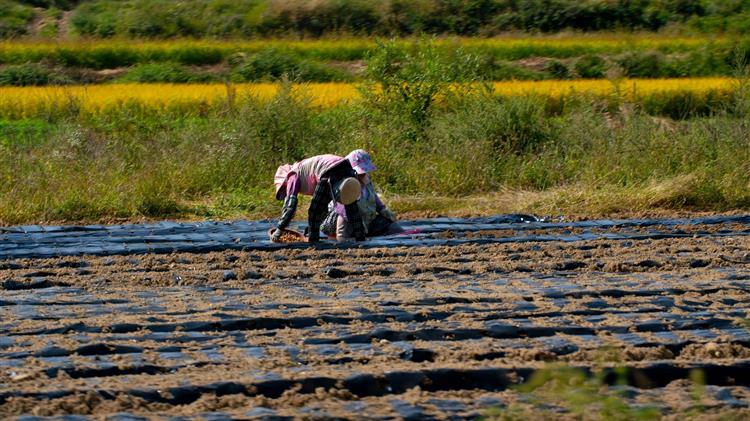 «Νέο χαράτσι για τους αγρότες με τις αυξήσεις στις ασφαλιστικές εισφορές»