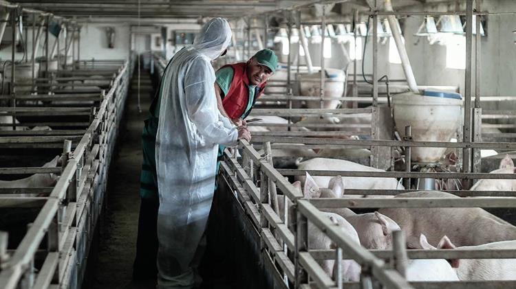 Αφρικανική Πανώλη των Χοίρων: συνεχίζεται η εκστρατεία στην Ελλάδα και επεκτείνεται και σε νέες χώρες