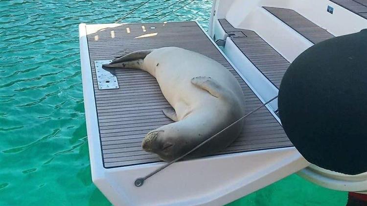 Κ. Αγοραστός: Έγκλημα η θανάτωση του «Κωστή»