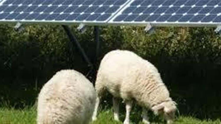 Τα φωτοβολταϊκά απειλούν την κτηνοτροφία