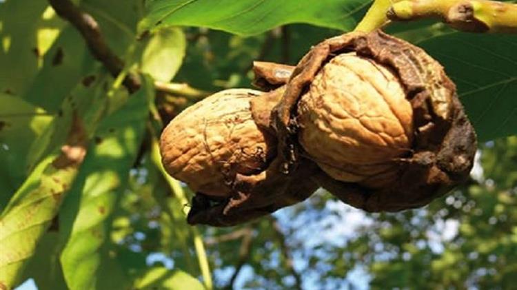 Προστασία της καρυδιάς από την ανθράκωση
