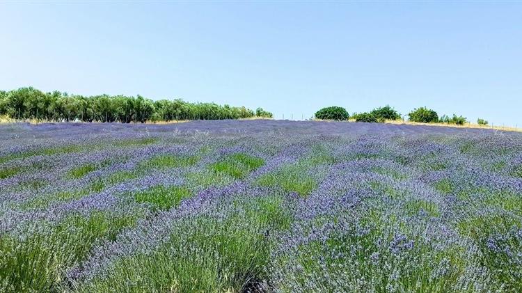 Άνθησαν οι λεβάντες στην Βόρεια Πιερία