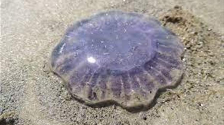 Οι 5 λόγοι που δεν πρέπει να βγάζουμε τις μέδουσες στη στεριά