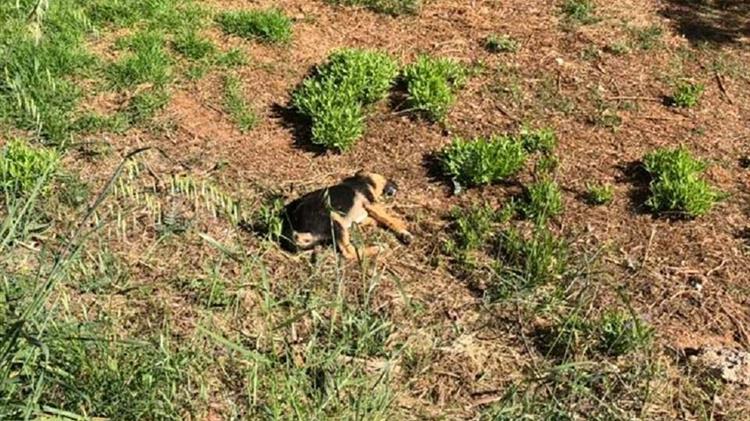Πρόγραμμα περισυλλογής και διαχείρισης κάθε είδους νεκρών ζώων