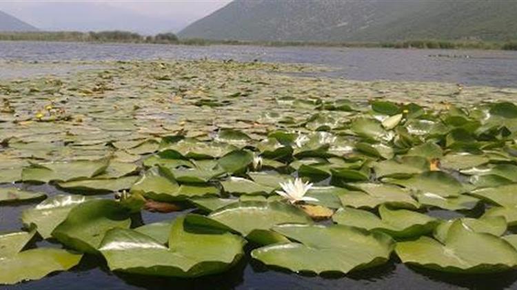 Τα μυστικά και οι θρύλοι που κρύβει ένα νούφαρο