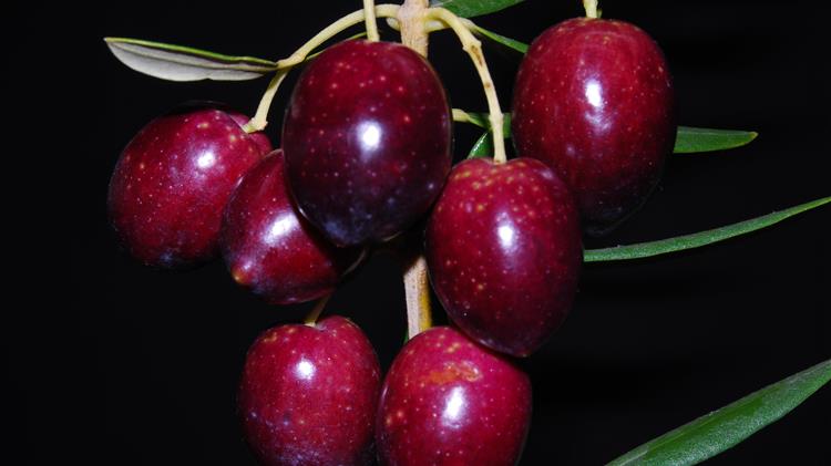 FMC: Χρήση του σκευάσματος NTEKOR 40 EC με δολωματικούς ψεκασμούς στην Ελιά