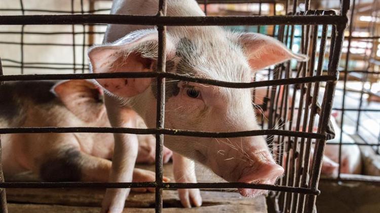 Η Βρετανία θα προσπαθήσει να αποφύγει τη μαζική σφαγή χοίρων εισαγάγοντας κρεοπώλες