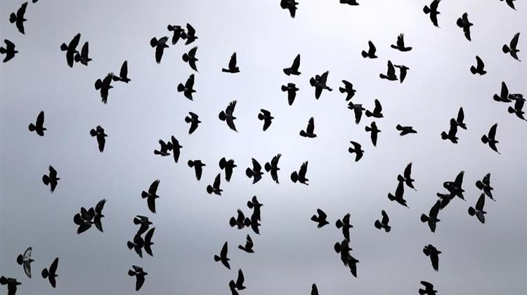 ΗΠΑ: Η μυστηριώδης επιδημία που σκοτώνει εκατοντάδες πτηνά