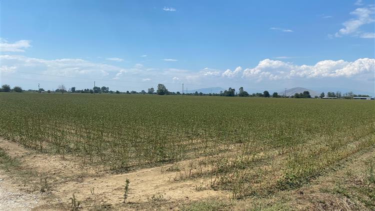 Στο πλευρό των χαλαζόπληκτων παραγωγών η Περιφέρεια Θεσσαλίας