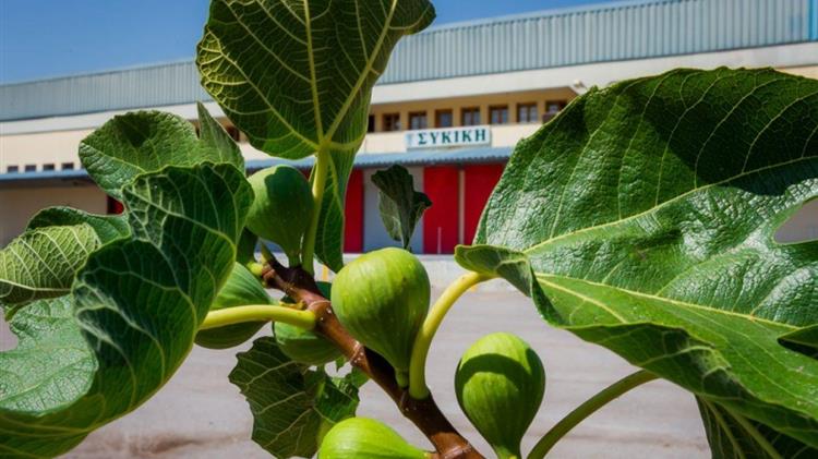 Μεσσηνία: Η “Συκική” ανακοίνωσε τις τιμές για την συκοπαραγωγή του 2021