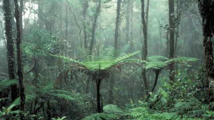 «Όχι στην αναδάσωση των καμένων περιοχών στην Ελλάδα με γενετικώς τροποποιημένα δέντρα»