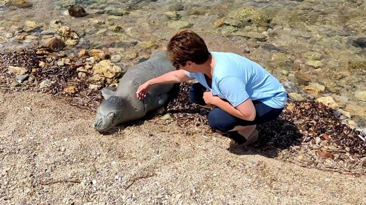 Χανιά: Φώκια βγήκε στη στεριά για να λιαστεί