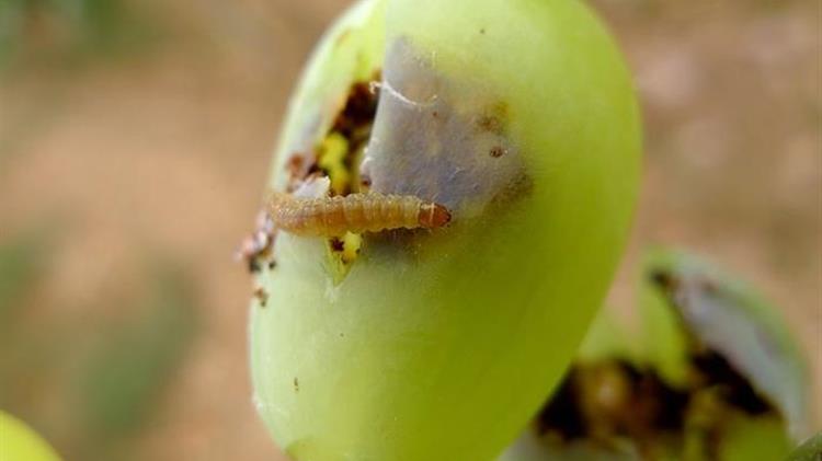 Ευδεμίδα αμπελιού