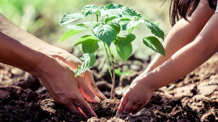 Στην αρμοδιότητα του ΥΠΑΑΤ ο έλεγχος της παραγωγής, εμπορίας και υγείας του φυτωριακού υλικού που πωλείται σε αγρότες