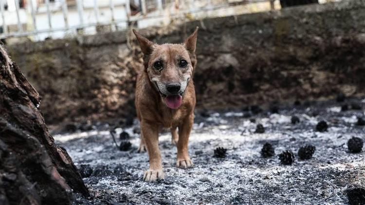 Συμβολή του ΠΚΣ στην περίθαλψη ζώων στις πυρόπληκτες περιοχές