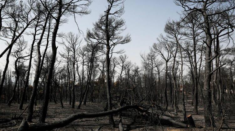 Οι καμένες εκτάσεις καταγράφουν μεγάλη αύξηση περίπου 450%