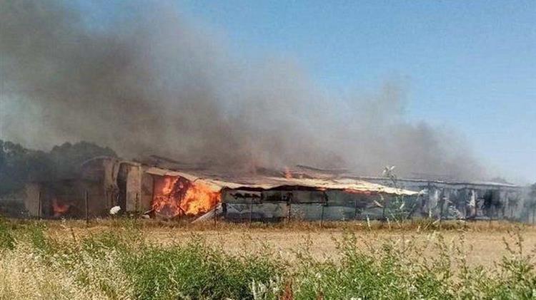 ΣΕΚ: Να γίνει καταγραφή των ζημιών που έχουν υποστεί οι κτηνοτρόφοι