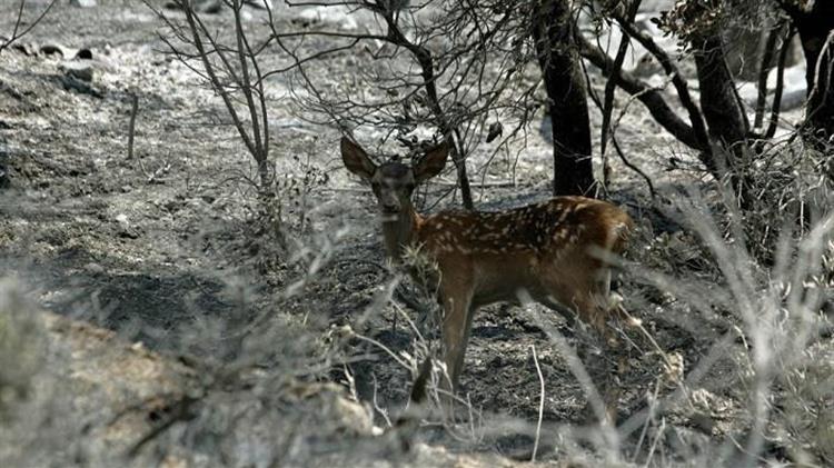 Στήριξη από το Περιφερειακό Συμβούλιο στους αγρότες της Ρόδου για τον έλεγχο του πληθυσμού των ελαφιών