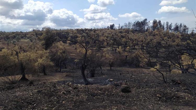Έως 23 Δεκεμβρίου οι αιτήσεις ενίσχυσης πυρόπληκτων επιχειρήσεων επεξεργασίας ελαιοκάρπου του 2021