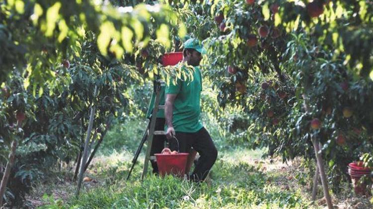 Χνάρης: «Να δοθεί άμεση λύση στο καθεστώς εργασίας των εργατών γης των εκμεταλλεύσεων του πρωτογενούς τομέα»