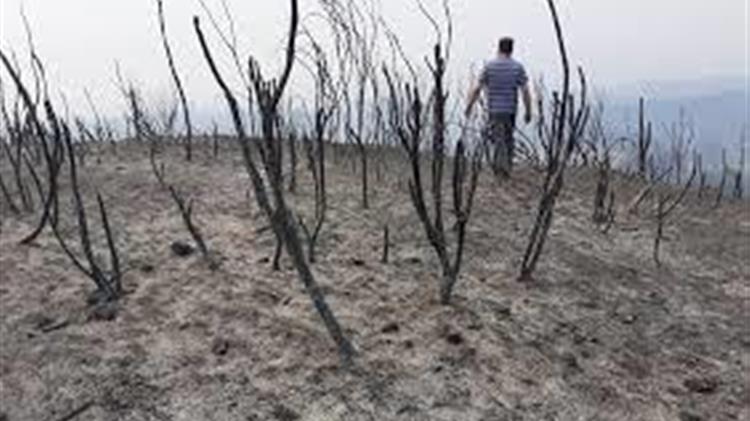 Άμεσα μέτρα στήριξης των πυρόπληκτων του Πρωτογενούς Τομέα στην Περιφέρεια Στερεάς Ελλάδας