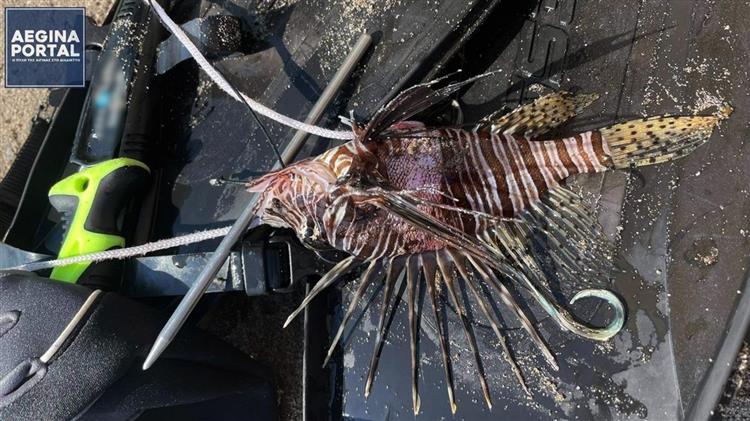 Αλιεύθηκε λεοντόψαρο σε παραλία της Αίγινας
