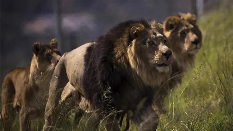Τανζανία: Λιοντάρια σκότωσαν τρία παιδιά κοντά στο Νγκορονγκόρο