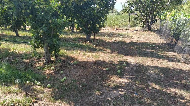 Σοβαρά προβλήματα καρπόπτωσης και ακαρπίας σε δενδρώδεις καλλιέργειες στην Ελασσόνα