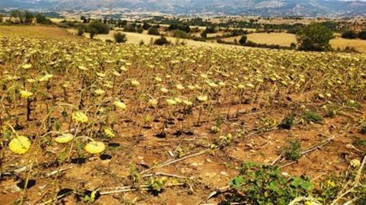 Θανάσης Παιδής: Μεγάλες καταστροφές από την θεομηνία