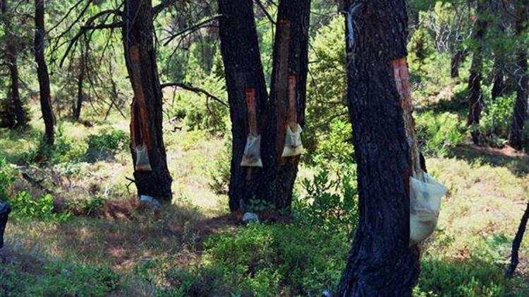Φωτιά στην Εύβοια: Σε απόγνωση οι ρητινοκαλλιεργητές της Εύβοιας – «Χάσαμε τη δουλειά μας»