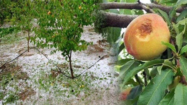 Σέρβια – Βελβεντό: Εκτεταμένες καταστροφές στις καλλιέργειες από το χαλάζι