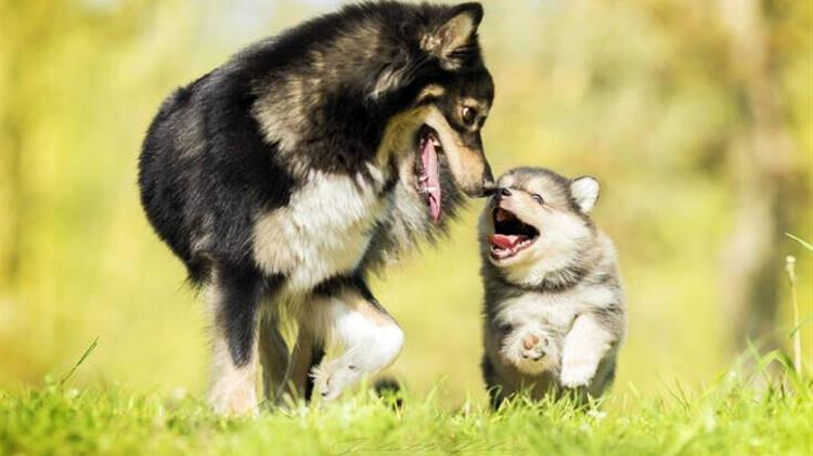 Ο.ΖΩ.ΣΩ.ΕΛ.: Θετική εξέλιξη η ανάθεση αρμοδιότητας στην ΕΛ.ΑΣ. για την πάταξη της παράνομης εμπορίας ζώων