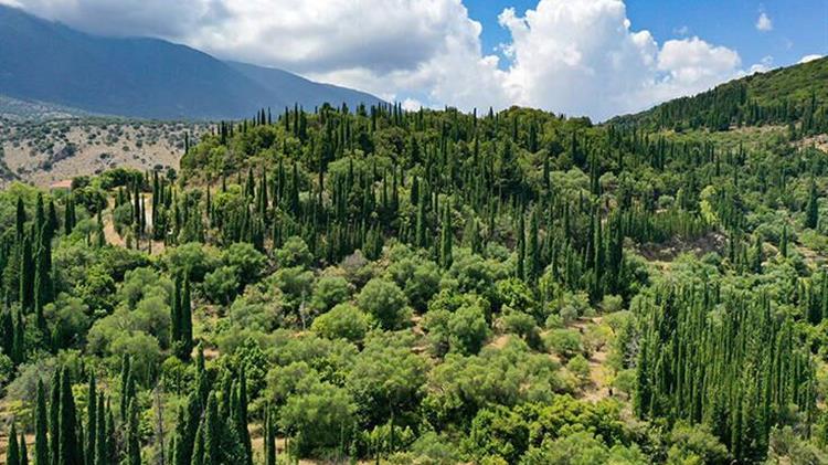 Αναβολή ενός έτους για τον Κανονισμό της ΕΕ για την αποψίλωση των δασών
