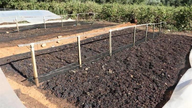 Κρήτη: Αποζημιώσεις για τη βρεγμένη σταφίδα - Ολική καταστροφή για τους παραγωγούς