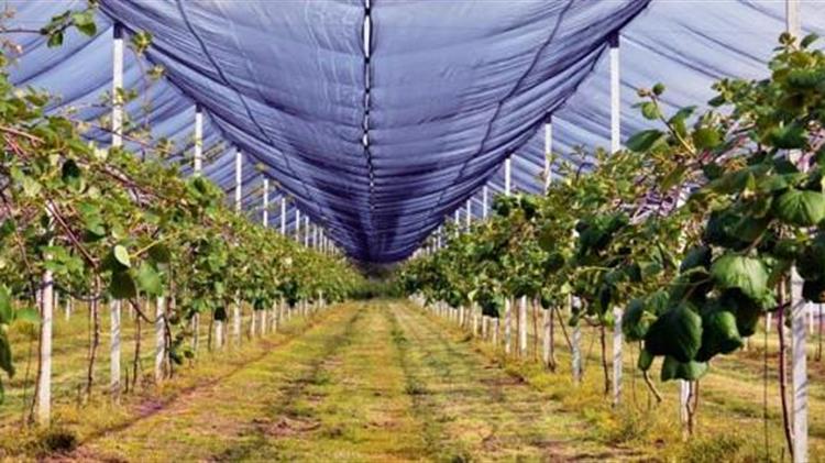 Ορισμένοι «έμποροι» συγκόμισαν και διακίνησαν-εξήγαγαν ακτινίδια