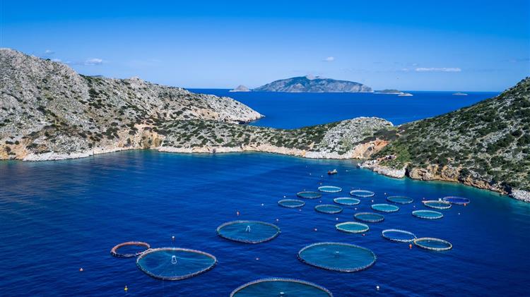 Με ζημιά πωλούνται τα ελληνικά ψάρια στην Ιταλία