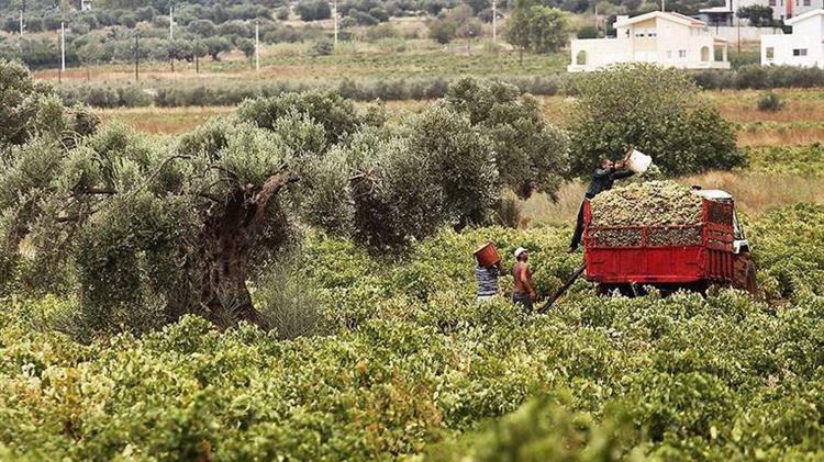Η εγκατάλειψη του ελληνικού αμπελώνα συνεχίζεται, η επιδοτούμενη εκρίζωση της ΕΕ θα τον αποτελειώσει