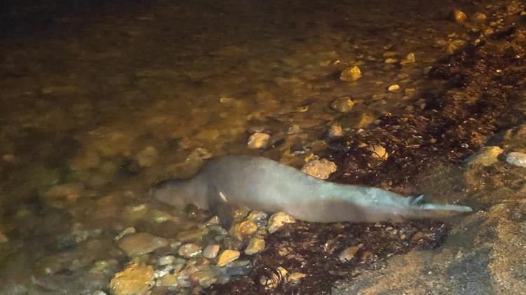 Χανιά: Κατάφερε να κολυμπήσει στα ανοιχτά η “Στέλλα”