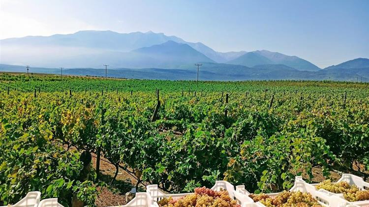 Δικαίωμα υποβολής ενστάσεων για το πρόγραμμα αναδιάρθρωσης αμπελώνων περιόδου 2025-2026