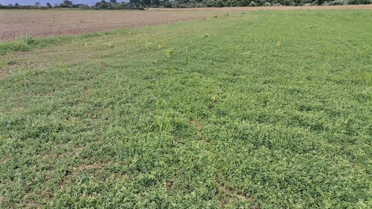 Ζημιές σε καλλιέργειες του νομού Έβρου λόγω αεροψεκασμών από την Τουρκία